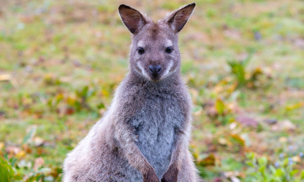 Bruny Island, TAS